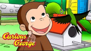thats birds food curious george kids cartoon kids movies