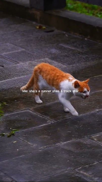 She's A Runner Shes A Track Star Lyrics She's a runner shes a track star 🌟 - YouTube