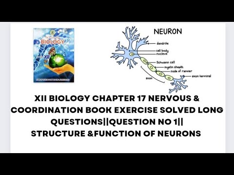 XII BIOLOGY CHAPTER 17 NERVOUS & COORDINATION BOOK SOLVED LONG QUESTION ...