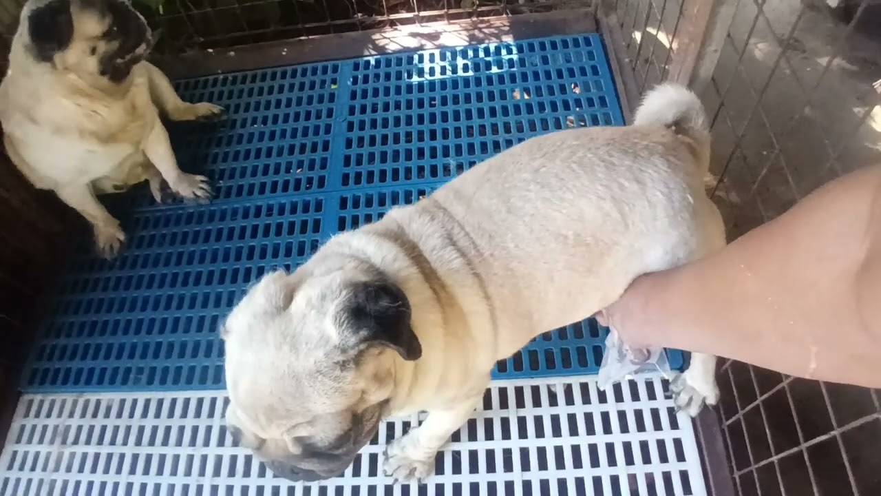 Pug Artificial insemination