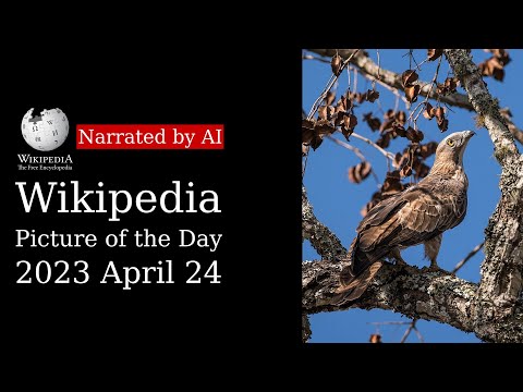 Wikipedia Picture Of The Day 2023 04 24 Crested Honey Buzzard Narrated By Brian