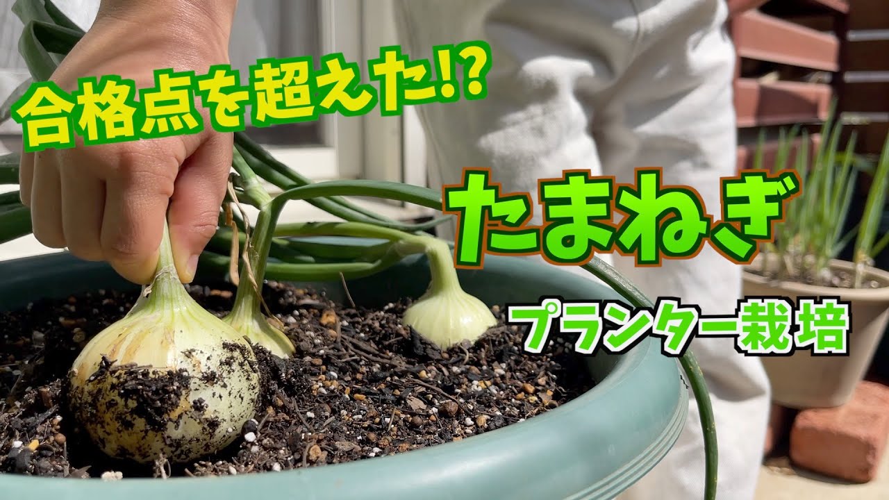 プランター菜園 定植 収穫まで 玉ねぎ Youtube