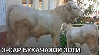 картинка: молбозор худжанд 3-САР БУКАЧАХОИ ЗОТИ БА ФУРУШ БАРОМАД аз шахри ХУЧАНД ИМРУЗ