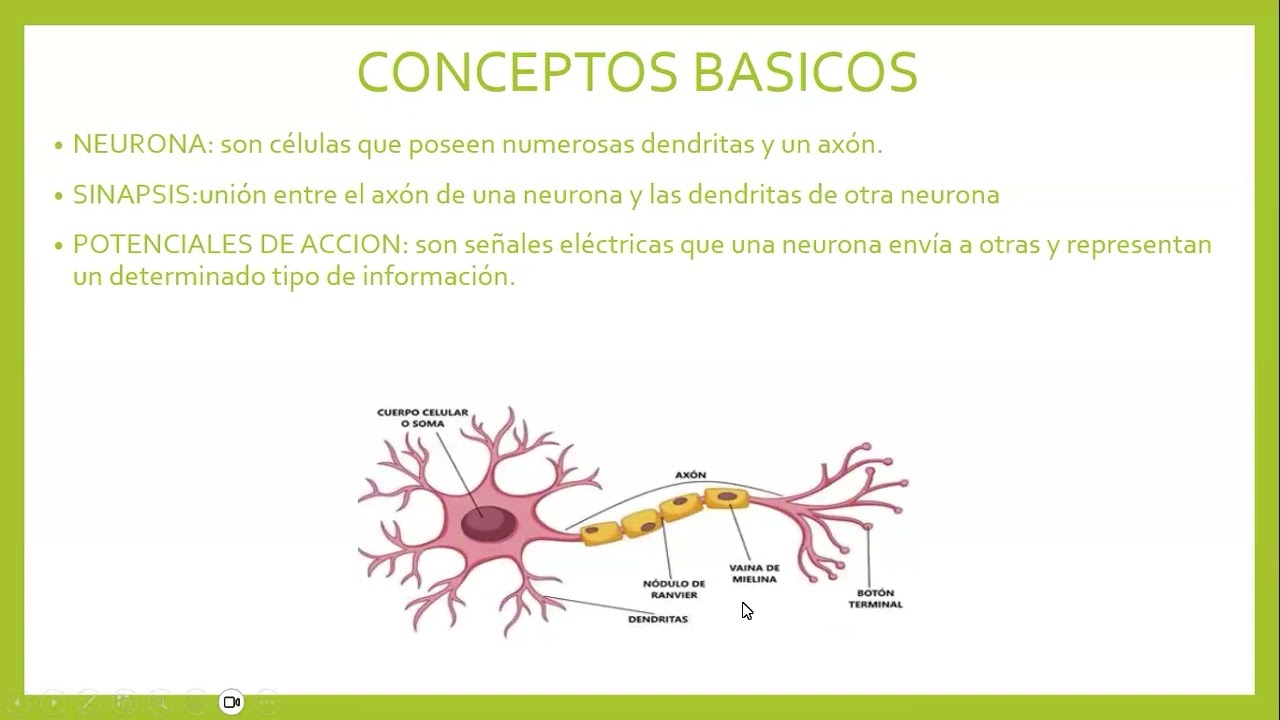 2 Neurofisiologia 1er Clase — Transcript