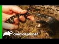 Baby Gator Is Used To Lure Out Mother | Lone Star Law