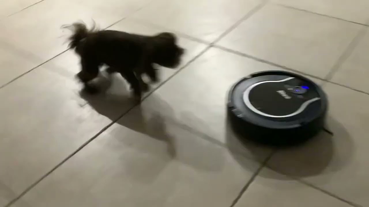 Dog barks at Roomba ￼