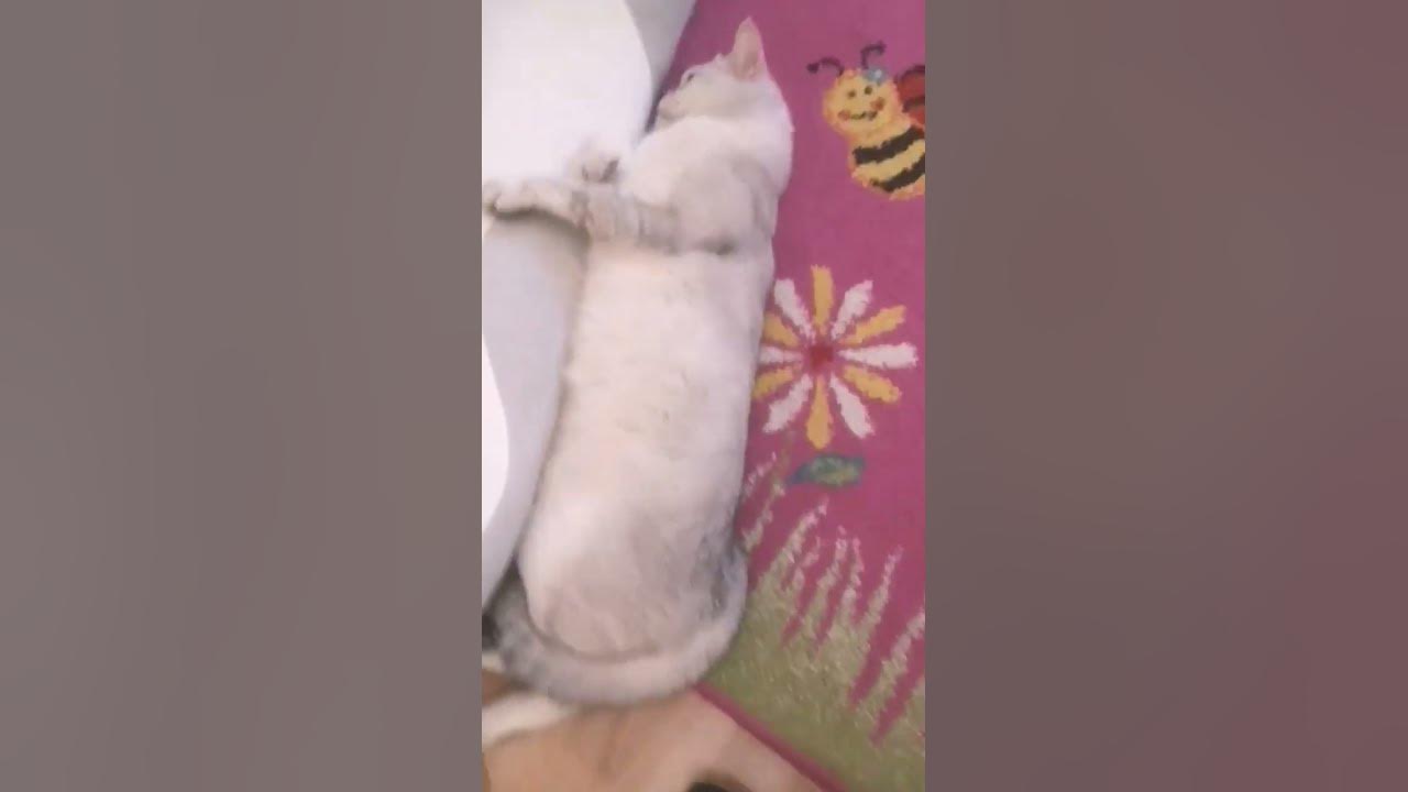#котик #красивый #крутой #милый #пушистый #сладкий - YouTube