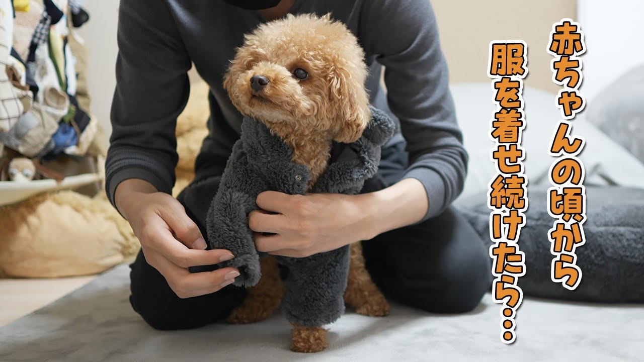 古布を纏ったトイプードル雛 愛犬に赤ちゃんの頃から服を着せ続けたらこうなった【トイプードル