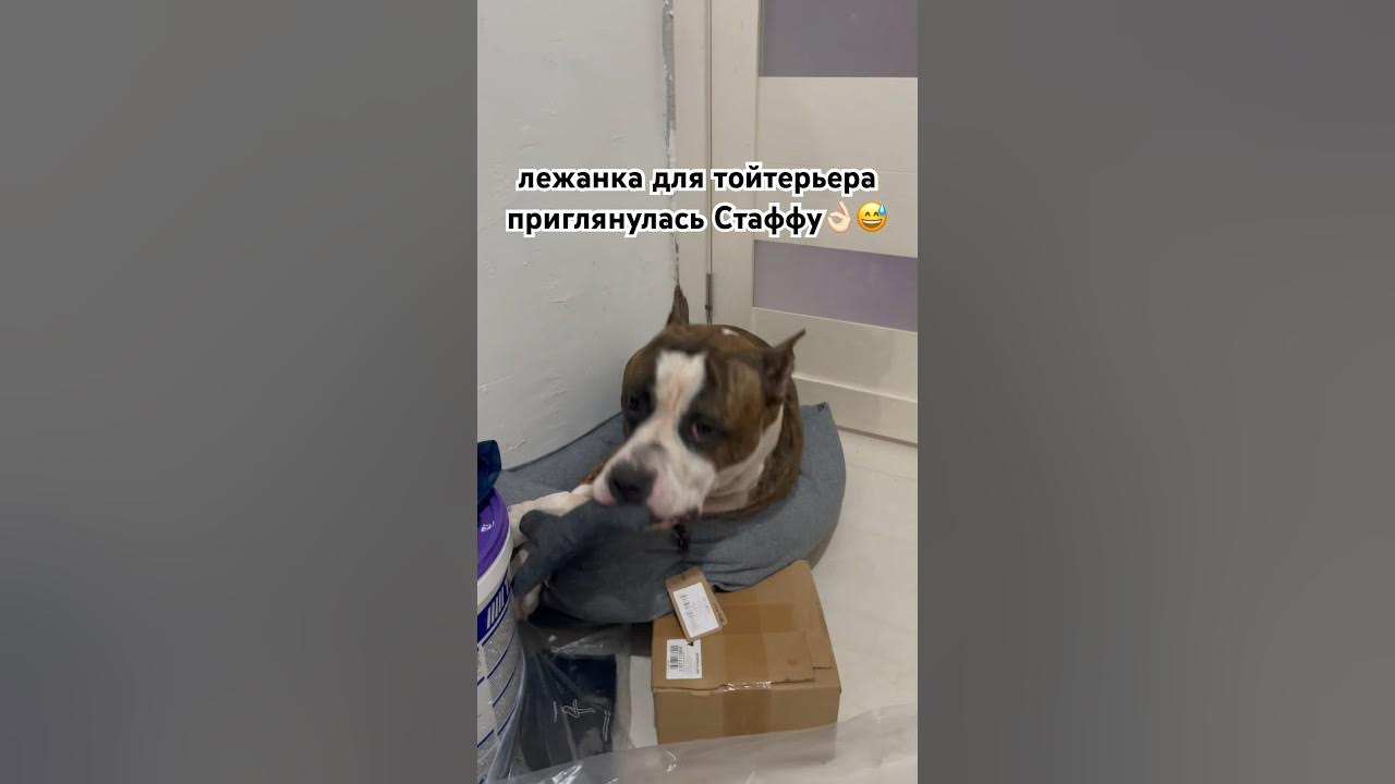 #амстаффраф 10 мес #амстаф #лайф #стаффорд #стафф #стаффи #стаф # ...