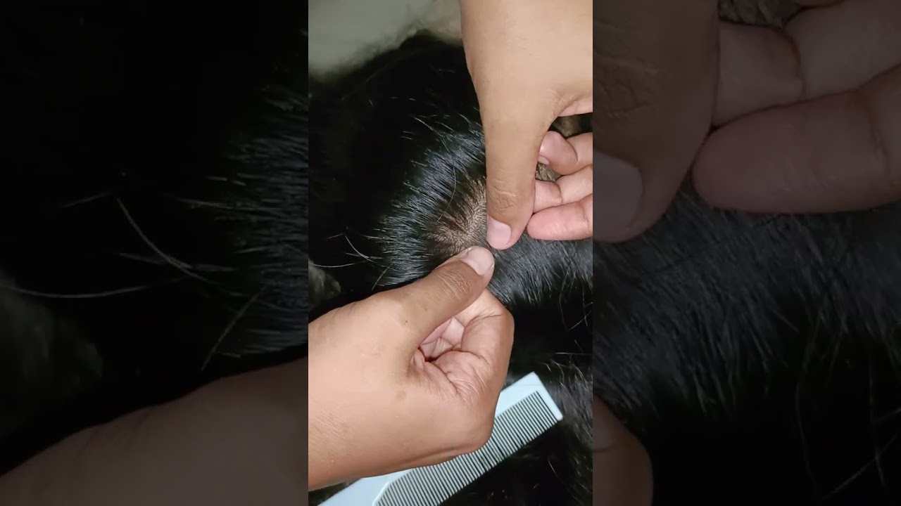 ASMR bikin ngantuk yang nonton | cari kutu sambil cambut rambut |