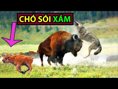 Video Những Lần Săn Mồi Hay Nhất Của Chó Sói Xám! -Động Vật... - youtube