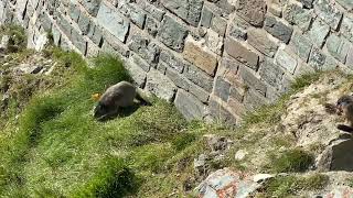 The Alpine Marmot, The Pasterze Glacier, Austria