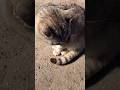 荒ぶる尻尾 #猫#地域猫#野良猫#尻尾#ビンビン#Short
