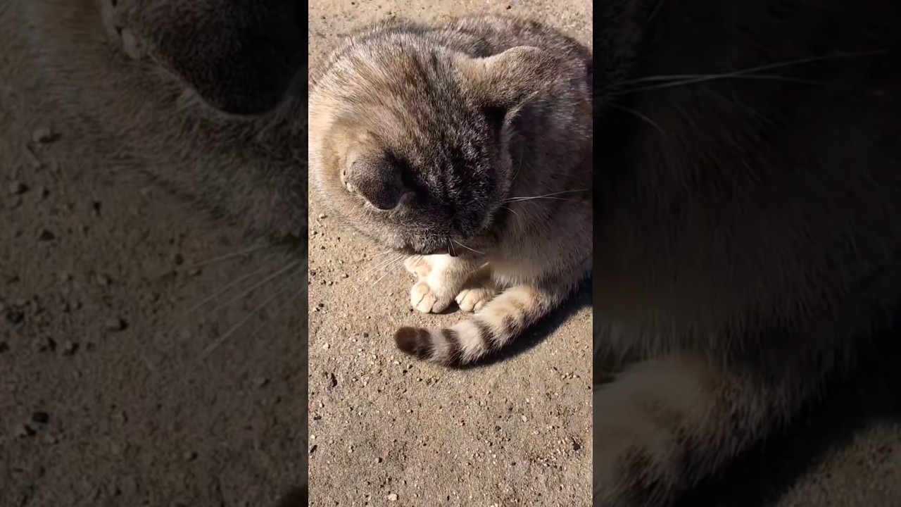 荒ぶる尻尾 #猫#地域猫#野良猫#尻尾#ビンビン#Short