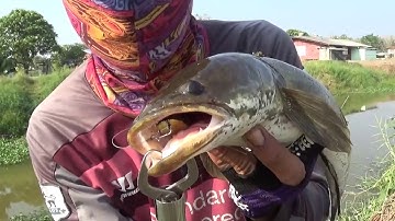 Câu rê cá lóc ngoài ao rau muống