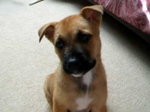 japanese akita cross labrador