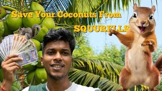 Farming Technique to keep Squirrels away from your coconuts | Farm Hacks Day 1