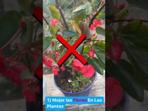 Video: Errores comunes de las plantas de interior: problemas que se deben evitar con las plantas de interior