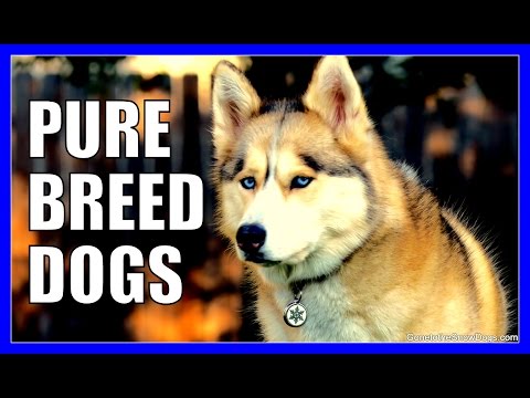 IS BUYING A PURE BREED DOG BAD | Fan Friday 225