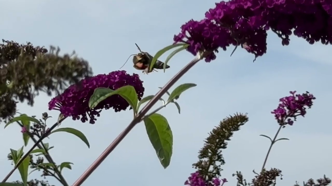 Bedstraw Hawkmoth or Gallium Sphinx Moth