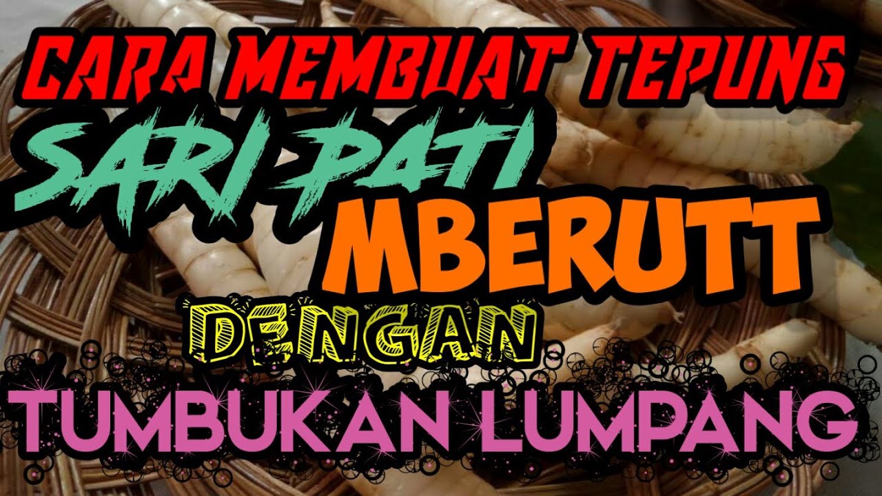 CARA PEMBUATAN TEPUNG SARI PATI( MBEROT/GEMI/PATI GARUT )DENGAN