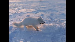 Песец - хомяк. Крайнее видео того дня.