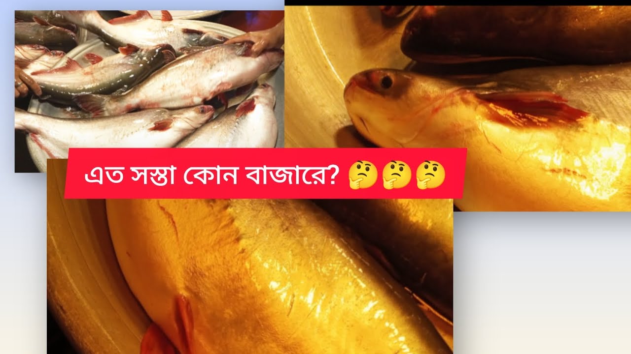 এত সস্তায় এত বড় বড় মাছ!!!🤩🤩🤩#fishmarket #fishlovers#মাছেরবাজার#বড়মাছ 