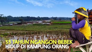 Angon bebek di sawah | Omset 1juta/2 hari