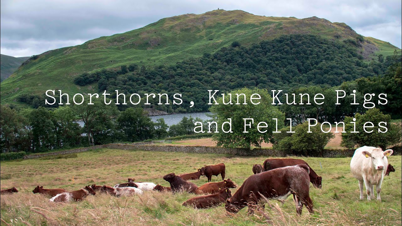 Shorthorn Cattle, Kune Kune Pigs and Fell Ponies at the Gowbarrow Hall Farm - Lake District