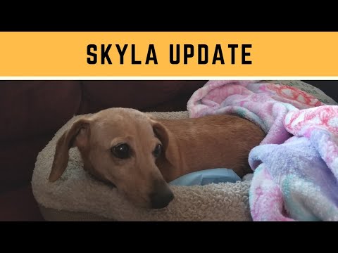reclaimed materials atlanta Skyla's Progress & Update