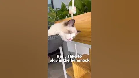 Video 11902301: cute cat