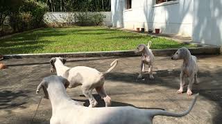 See hyper active Mudhol Puppies playing by Vachan N C 2,192 views 2 years ago 2 minutes, 30 seconds