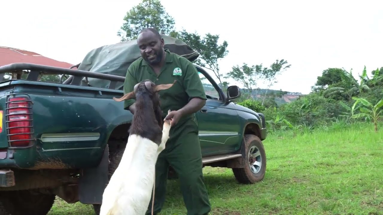 They Didn’t Believe I’d Deliver This Goat Myself… So I Proved Them Wrong!