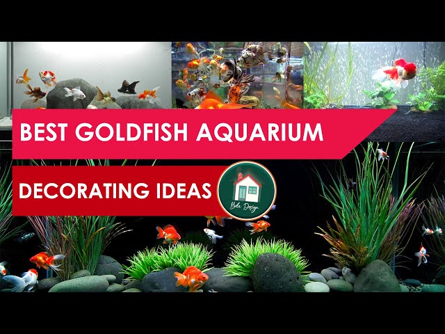 Best Goldfish Tank Decorating Ideas 