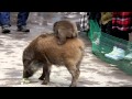 「ウリ坊」の背中に乗るニホンザルの「みわちゃん」福知山市動物園