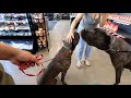 Bluetiful Corso Pup Loves This New Pet Store | King