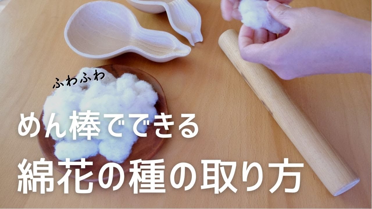 綿繰り機がなくてもできる！綿花の種の取り方