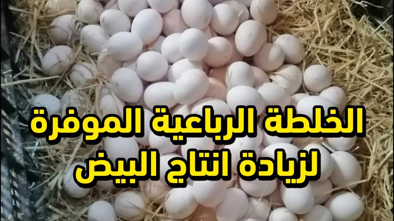 بيض كل يوم باالخلطة الرباعية الموفرة والمتوفرة في كل بيت مش هتلاحق علي ...