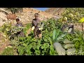 The miracle of Jahangir's hands in the nomadic garden; from pumpkin harvesting to organic dinner