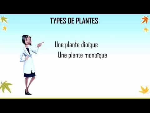 Vidéo: Plantes monoïques : exemples