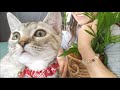 16.猫に有毒な植物’フィカス’／'Ficus' plant toxic to cats
