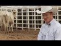 The Ride with Cord McCoy: The Making of a World Champion Bucking Bull