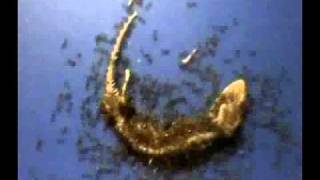 Reverse Video - Unbelieveable Whole Gecko Rapidly Built By Ants