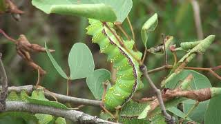 Emperor Moth caterpillars devastate Mopane woodland In Kruger Park