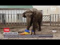 Харківський зоопарк показав, як відзначив день народження слона