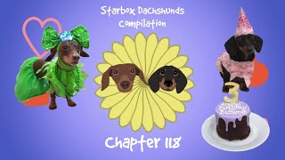 Starbox Dachshunds Compilation Chapter 118