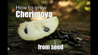 How to grow Cherimoya from seed. Part 1