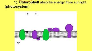 Unit 3 Notes 2 Photosynthesis
