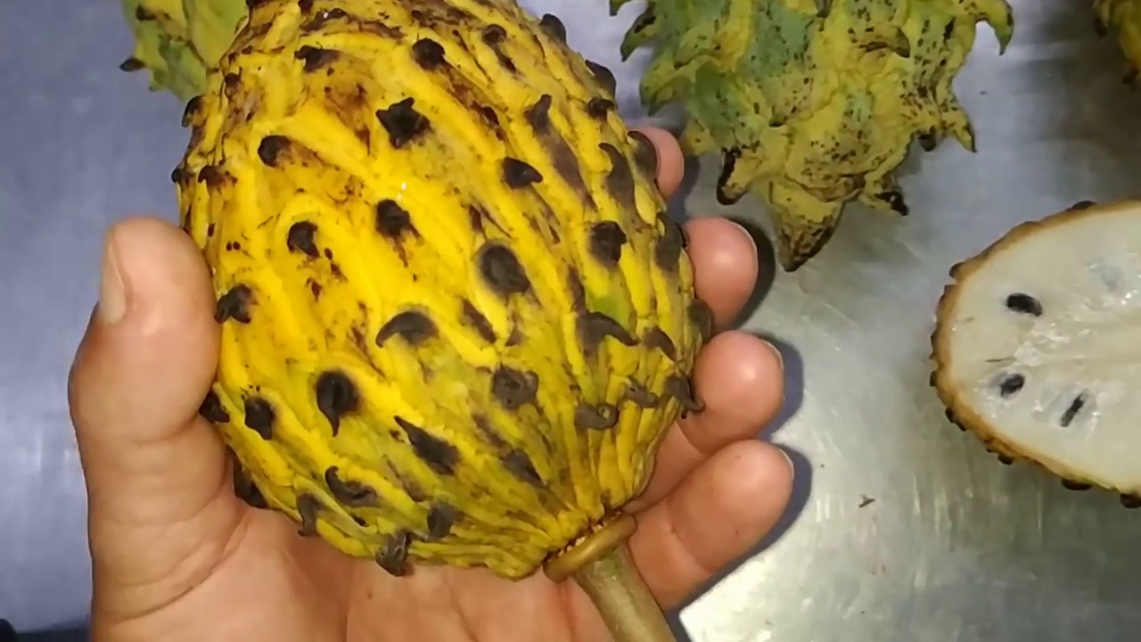 Rollinia / Lemon Meringue fruit (Rollinia deliciosa = Annona mucosa ...