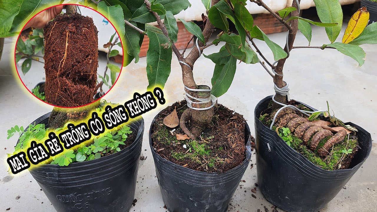 Lý Do Cây Mai Gía Rẻ Sau Tết Mua Về Hay Chết Và Cách Xử Lý Tỷ Lệ Trồng Sống Cao Nhất Cho Người Mới